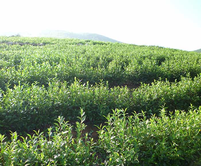 溧陽松嶺頭富曬白茶質量非凡屢獲特等獎